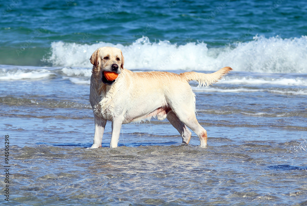 labrador swimming in the sea with a ball labrador swimming in the sea with a ball