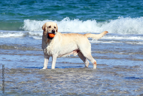labrador swimming in the sea with a ball