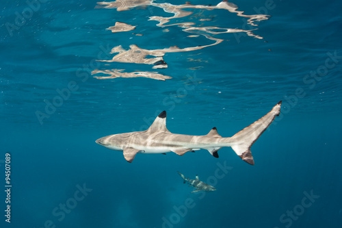 Blacktip Reef Shark © ead72