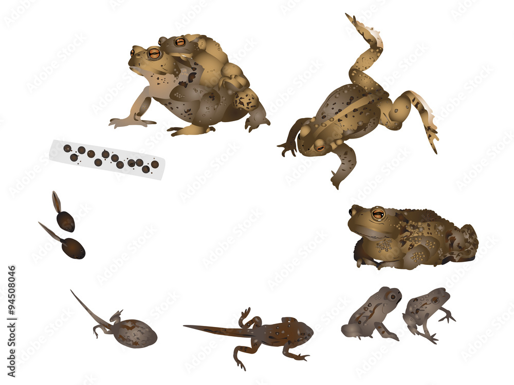 Fototapeta premium Life cycle of common toad