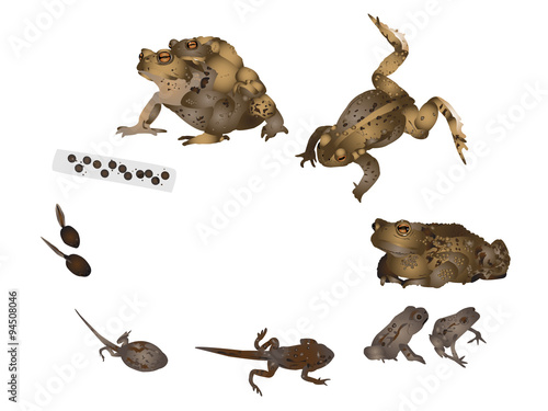 Life cycle of common toad