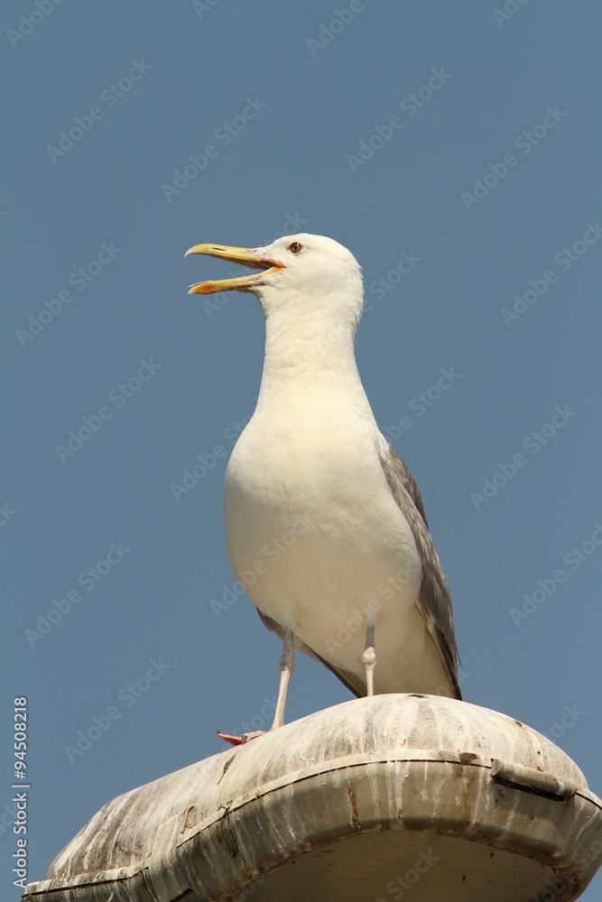 caspian gull on electric pile caspian gull on electric pile