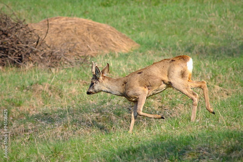 roe deer buck running in orchard