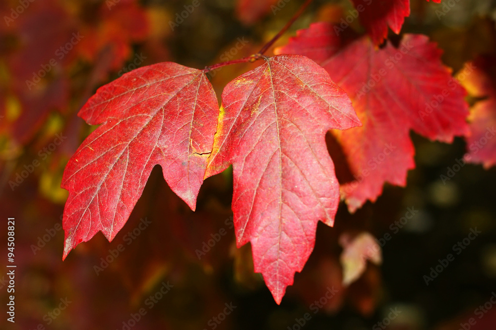 Red maple leaves