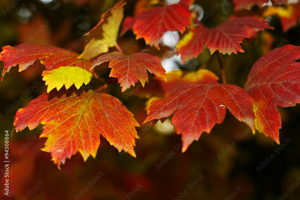 Red maple leaves Red maple leaves