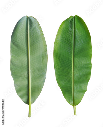 Fresh banana leaf isolated on white background.