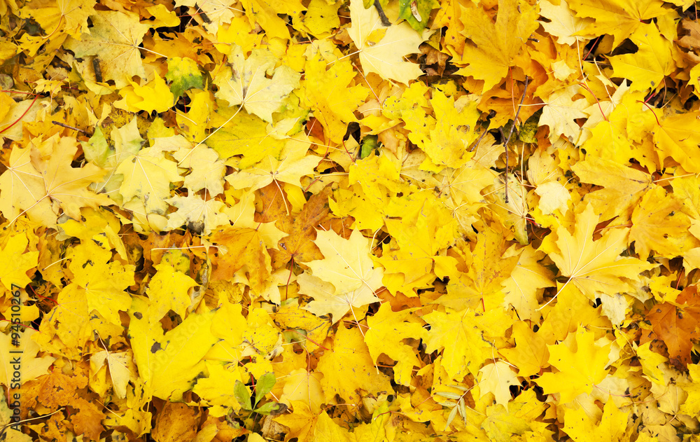 Leaves Leaves