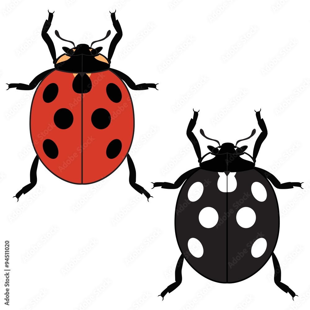 Ladybug Ladybug