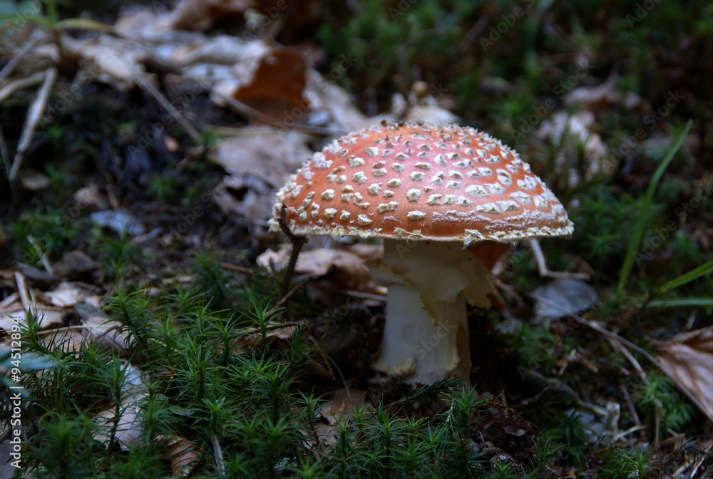 Fototapeta premium Champignons