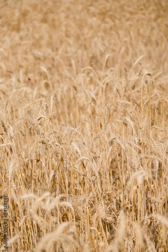 Macro Wheat Spikes in Yellow Field Macro Wheat Spikes in Yellow Field