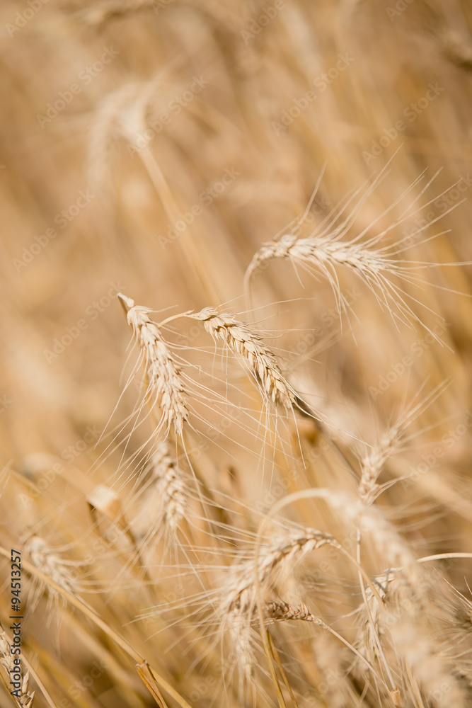 Macro Wheat Spikes in Yellow Field Macro Wheat Spikes in Yellow Field
