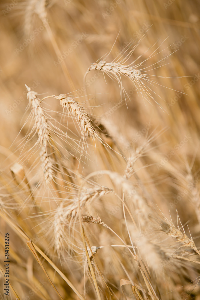 Macro Wheat Spikes in Yellow Field Macro Wheat Spikes in Yellow Field