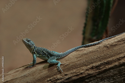 Halsbandleguan  Crotaphytus collaris  Echse  Leguan