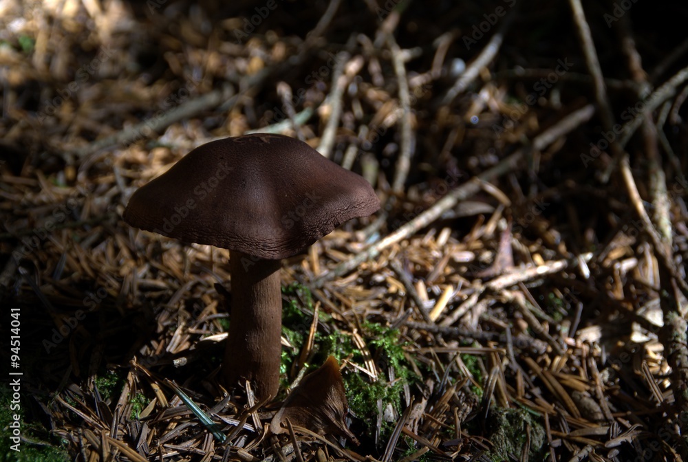 Champignons Champignons