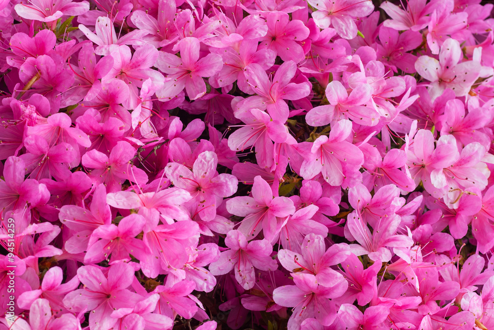 Obraz premium Beautiful rhododendron flowers background