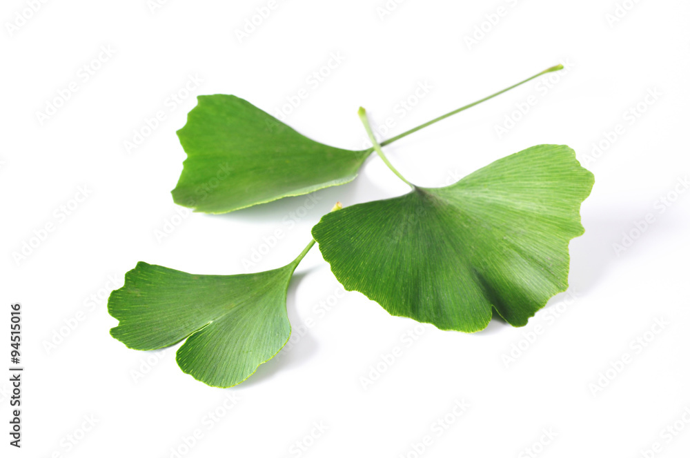 Fototapeta premium Ginkgo Biloba