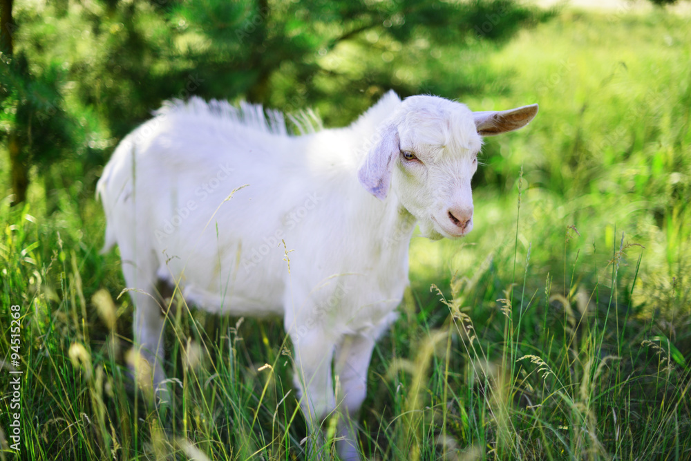 Obraz premium White goat