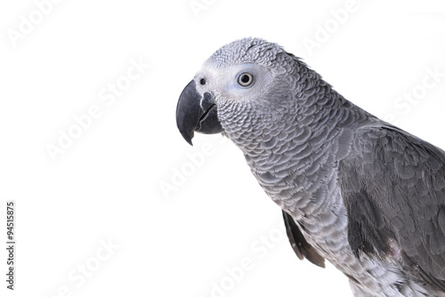  african gray parrot