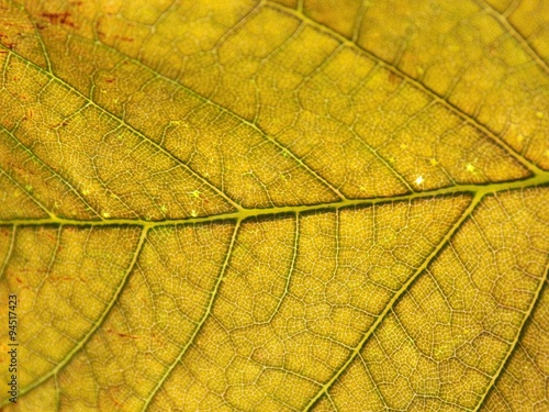 Gold leaf texture