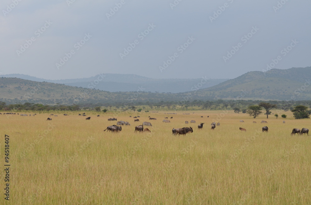 gnu durante la migrazione nei parco nazionale del serengeti in tanzania