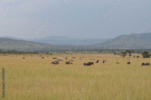 gnu durante la migrazione nei parco nazionale del serengeti in tanzania © lidialongobardi
