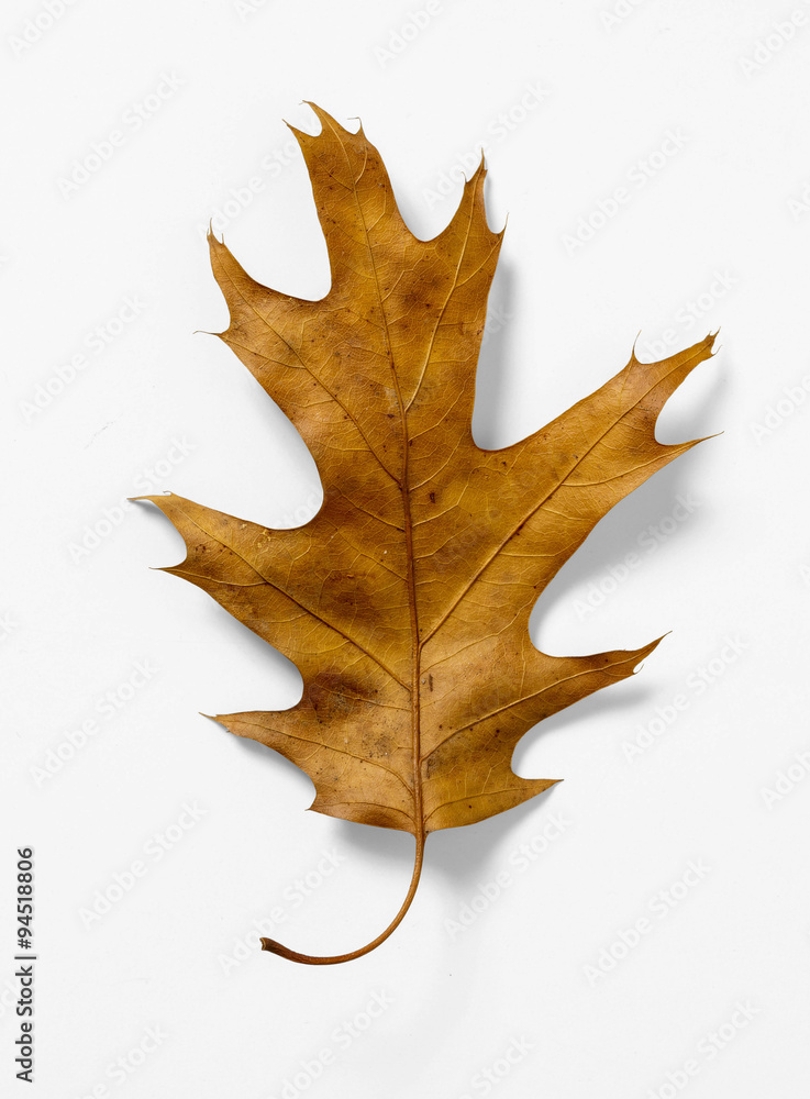 Naklejka premium Oak Leaf on White Background