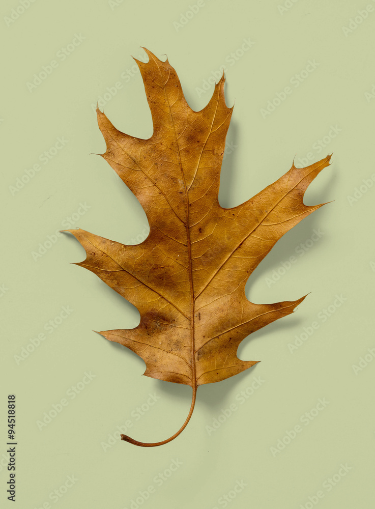 Naklejka premium Oak Leaf on Colored Background