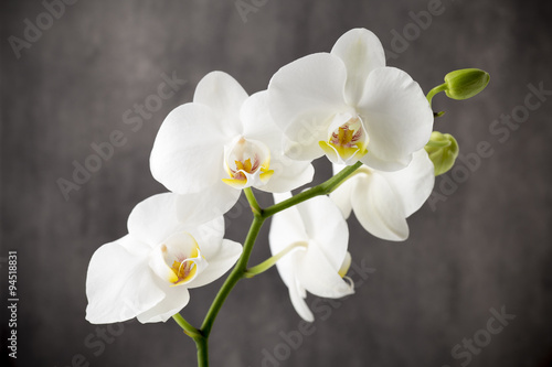 Fototapeta Naklejka Na Ścianę i Meble -  White orchid on the grey background.
