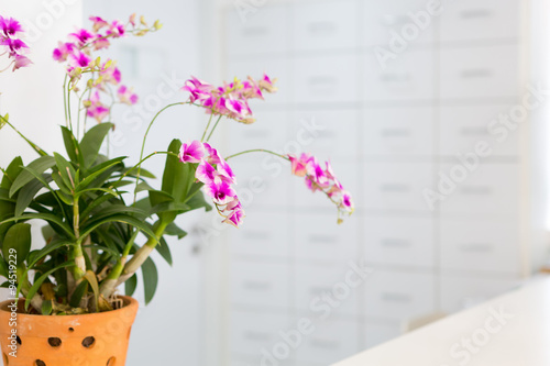 Fototapeta Naklejka Na Ścianę i Meble -  Orchid flower in a clay pot