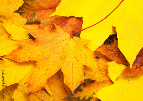 fall leaves background