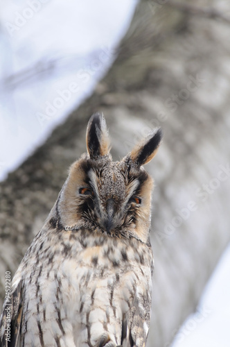 Portrait of Long-eared Owl near birch-tree