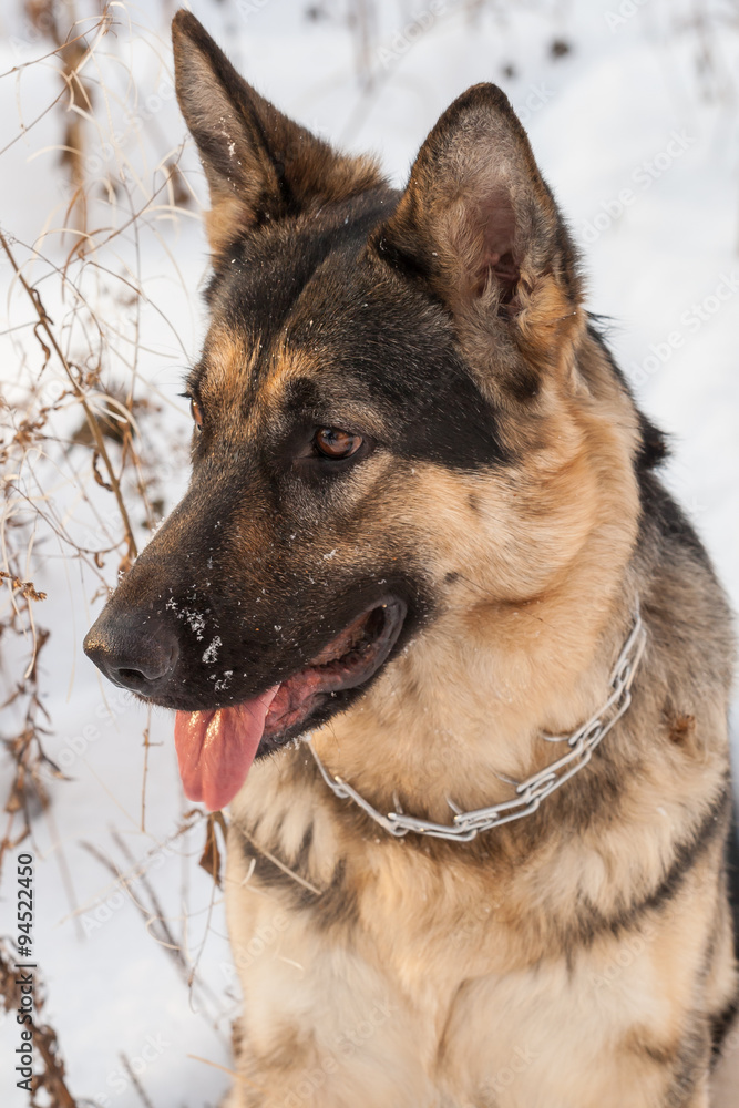 German shepherd in the snow 