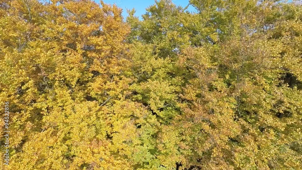 Slowly moving up colorful trees in fall Slowly moving up colorful trees in fall