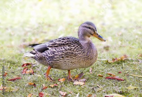 Wild duck on a grass