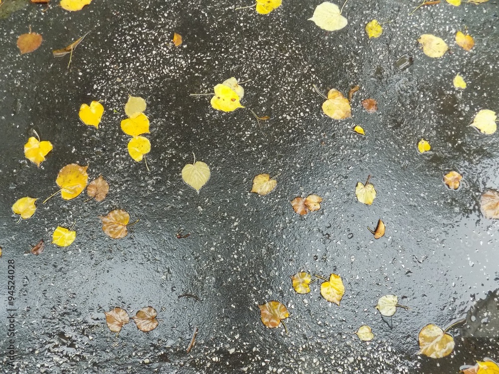 Yellow leaves on wet asphalt walkway in autumn