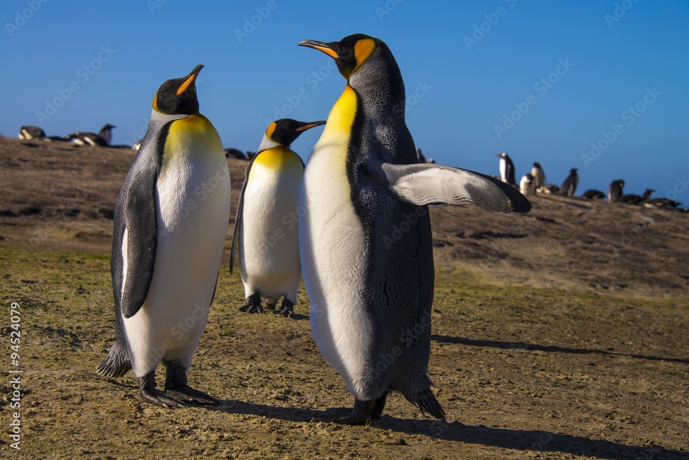 Fototapeta premium King Penguin