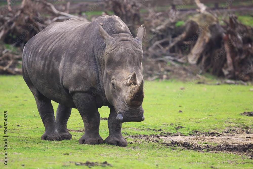 Naklejka premium stehendes Nashorn