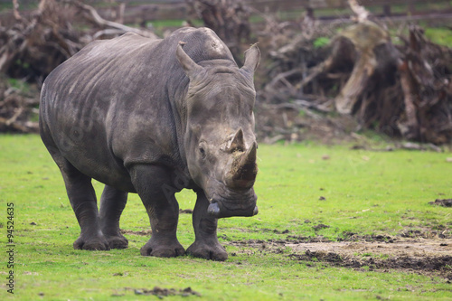 stehendes Nashorn