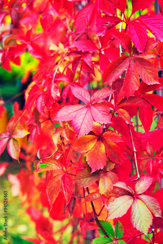 Red autumn leaves vineyard