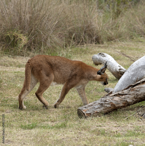 Caracal an African wild cat Caracal caracal photo