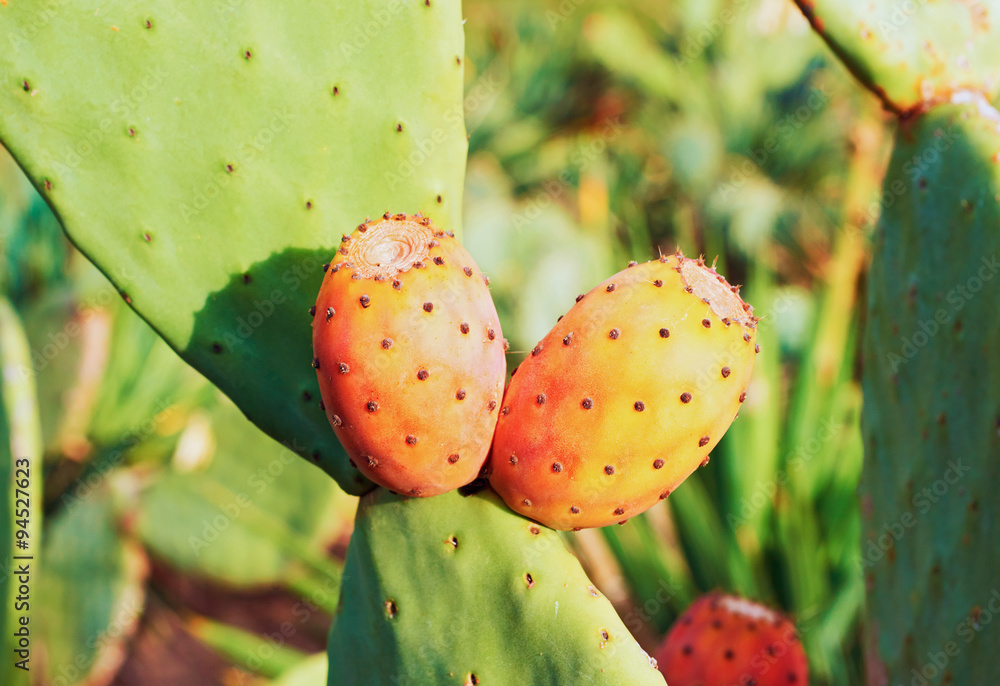 Cactus fruit on the bush Cactus fruit on the bush