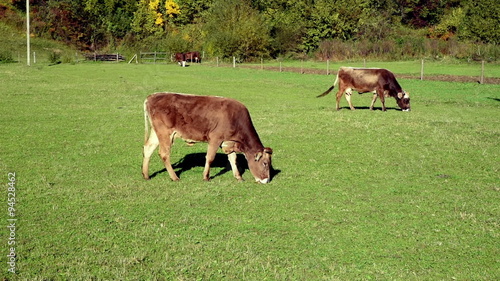 Cow pastures at the meadow