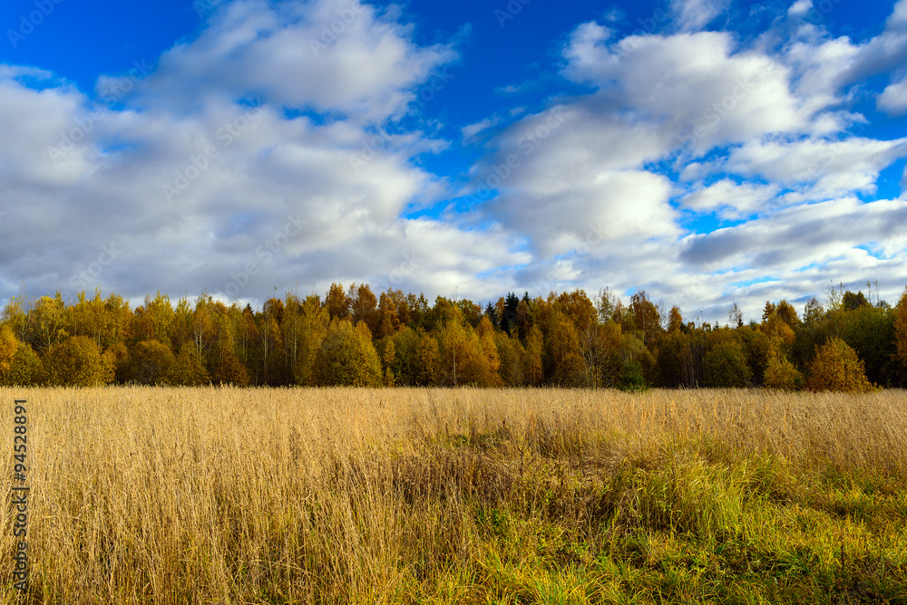 Autumn field with blue sky forest at background