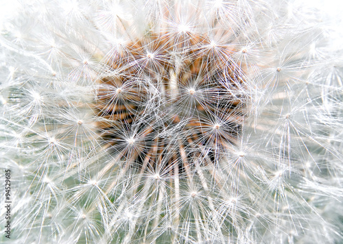 The faded flower of a dandelion
