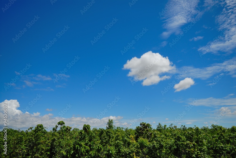 leaves of tree and blue sky with clouds leaves of tree and blue sky with clouds