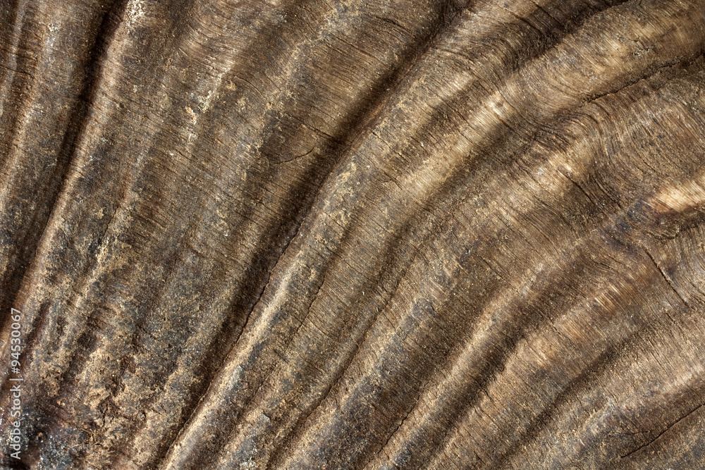 Фотография Real wild mouflon corn texture close up