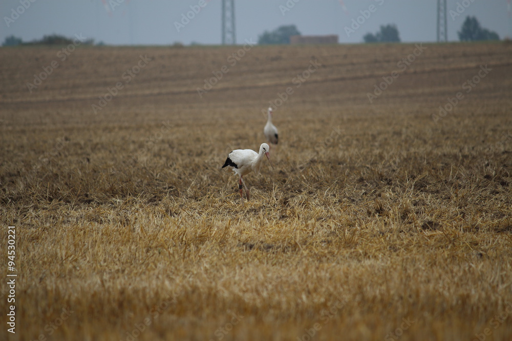 Storch
