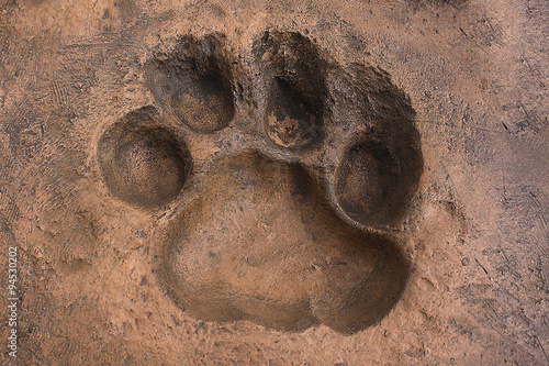 Big cat spoor made in the artificial stone