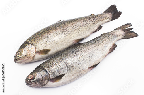 Two rainbow trouts isolated on white