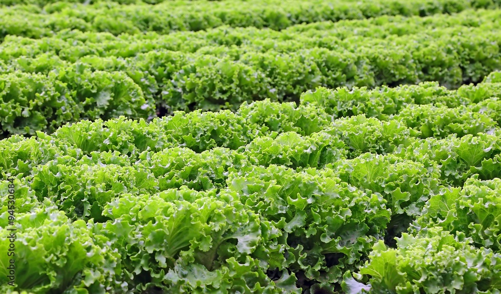 Agriculture: huge field of green lettuce in summer Agriculture: huge field of green lettuce in summer